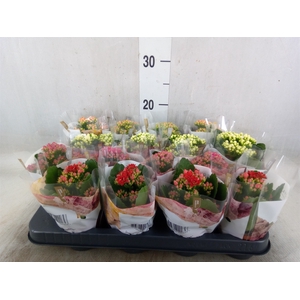 Kalanchoe blos. 'RoyalDon'   ..mix