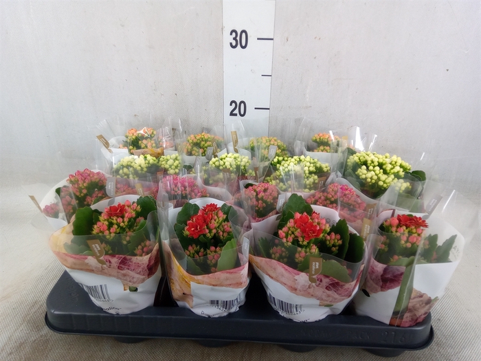 <h4>Kalanchoe blos. 'RoyalDon'   ..mix</h4>