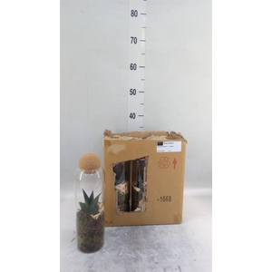 Arr.   Kamerplant Groen L%