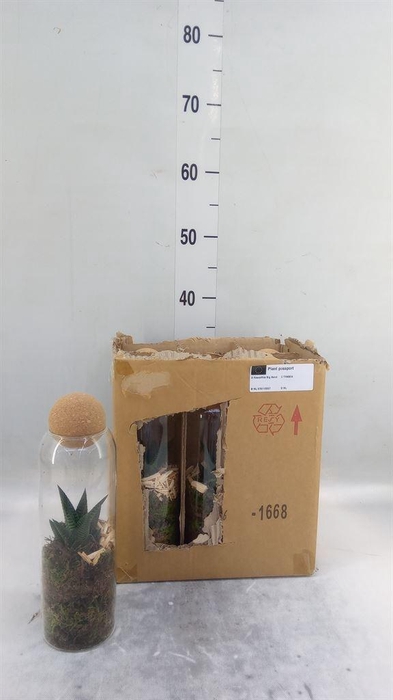 <h4>Arr.   Kamerplant Groen L%</h4>