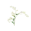 Lathyrus White