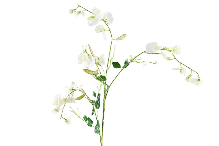 Lathyrus White