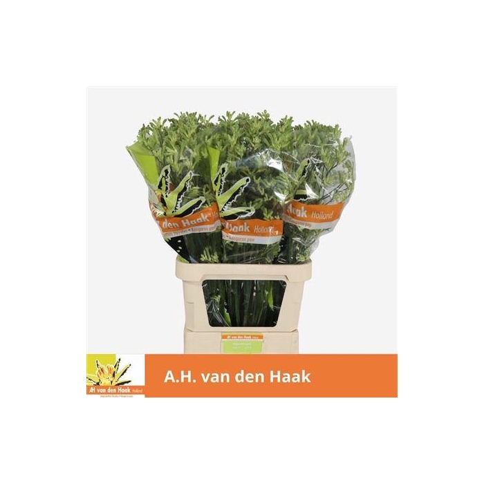 <h4>Anigoz Green</h4>