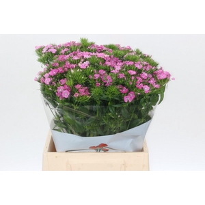 Dianthus Br Amazon Rose Magic