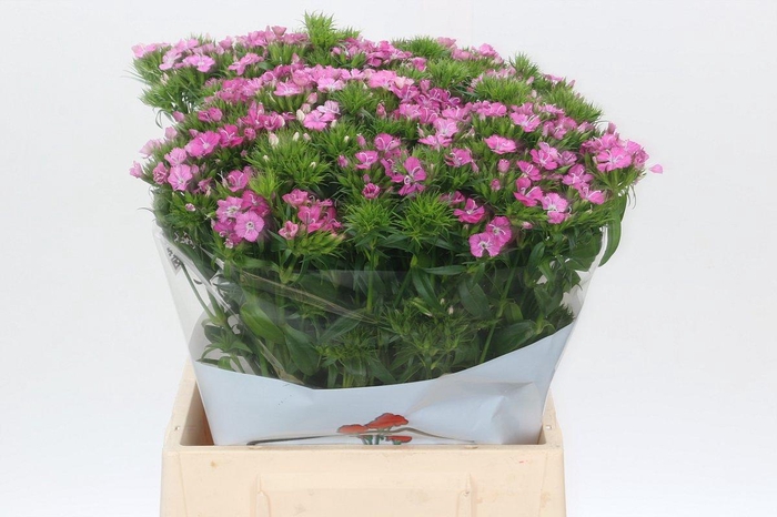 <h4>Dianthus Br Amazon Rose Magic</h4>