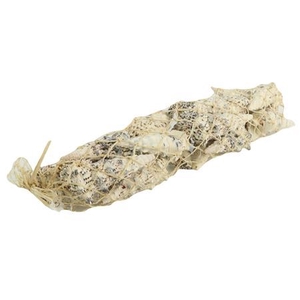 Shell Cerethium Nodolosum L30