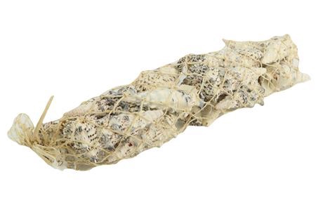 <h4>Shell Cerethium Nodolosum L30</h4>