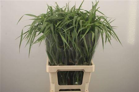 <h4>Panic Vi Fontaine</h4>