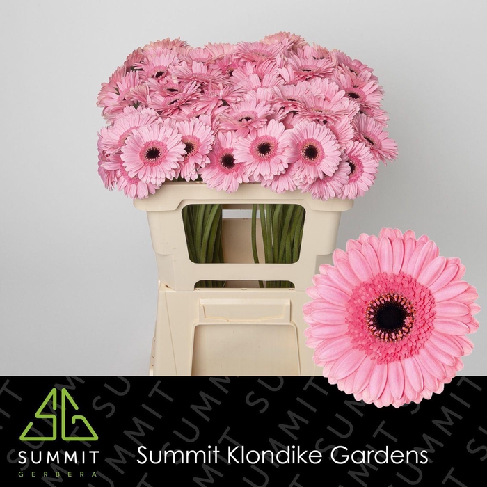 <h4>GERBERA MI 'PETTICOAT'</h4>