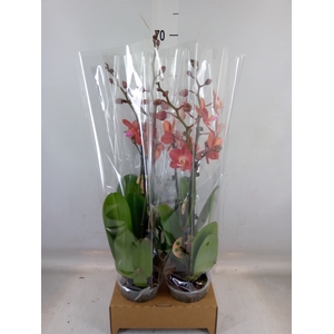 Phalaenopsis   ...orange