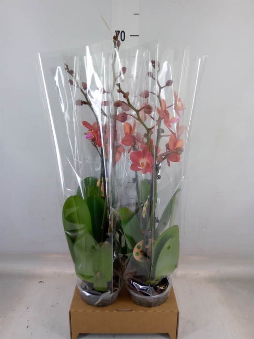<h4>Phalaenopsis   ...orange</h4>