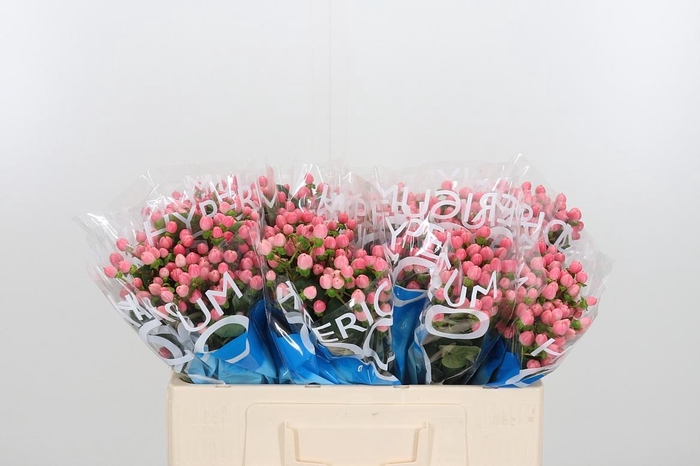 <h4>Hyp Coco Casino</h4>