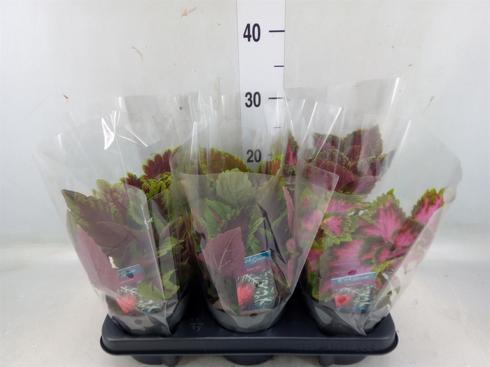 <h4>Plectranthus col.   ...mix</h4>