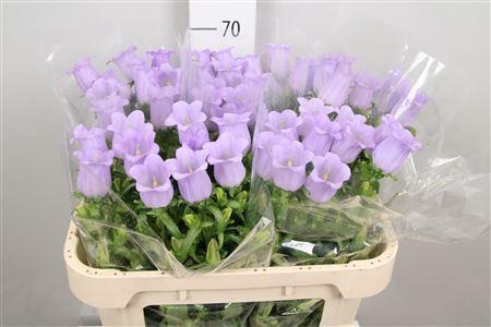 <h4>Campanula medium 'Champion Lavende'</h4>