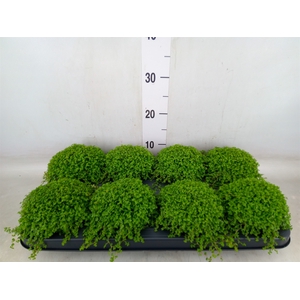 Soleirolia soleirolii   ...green