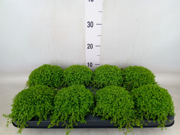 <h4>Soleirolia soleirolii   ...green</h4>