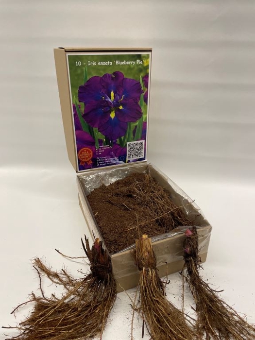 <h4>Iris Ensata Blueberry Pie</h4>
