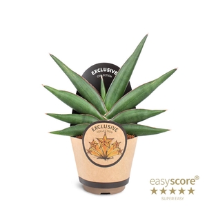 SANSEVIERIA EHRENBERGII