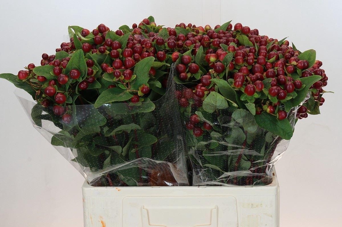 <h4>HYP MAG SEASONS</h4>