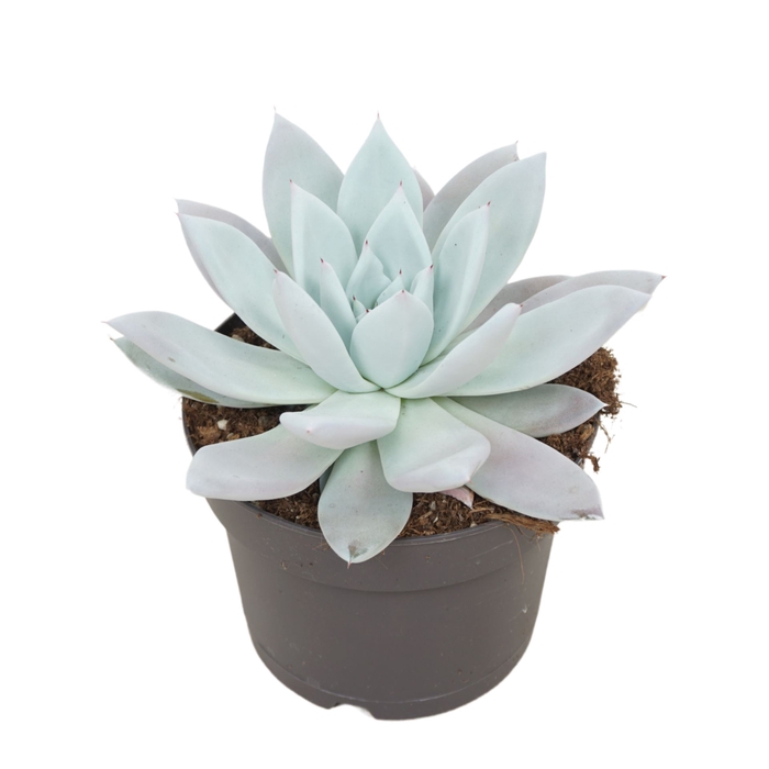 <h4>Echeveria Mexican Giant</h4>