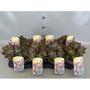 Echeveria pulvinata 'Devotion'
