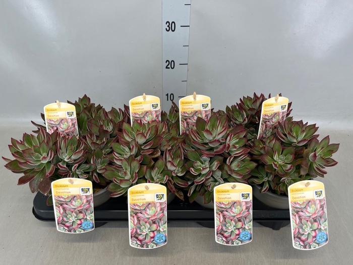 <h4>Echeveria pulvinata 'Devotion'</h4>