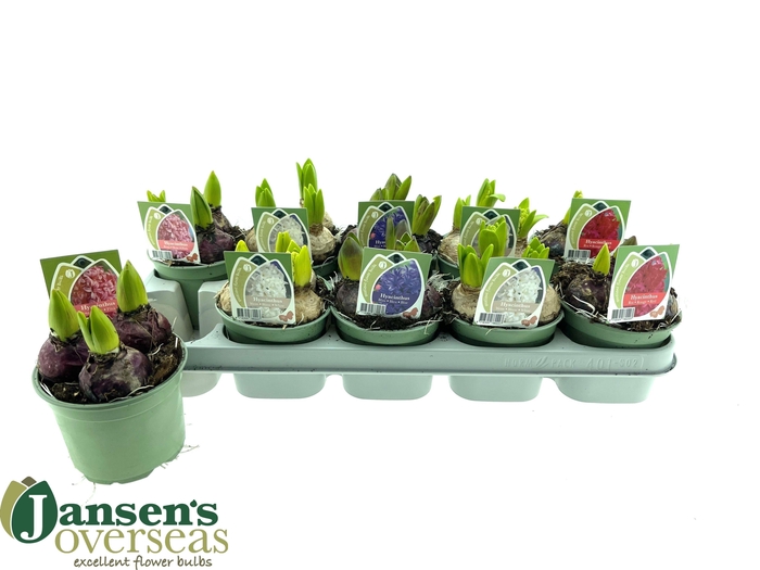 <h4>HYACIN GEM 4 KL</h4>