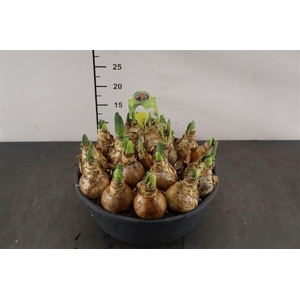 !. Narcis Attraction 27 Cm. Pl. Schaal