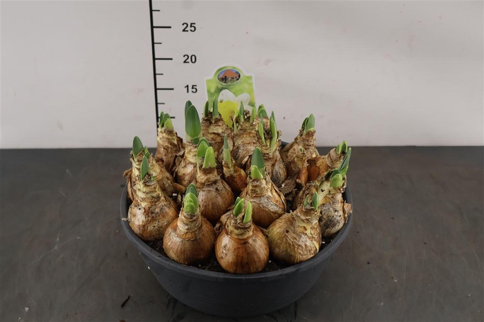 <h4>!. Narcis Attraction 27 Cm. Pl. Schaal</h4>