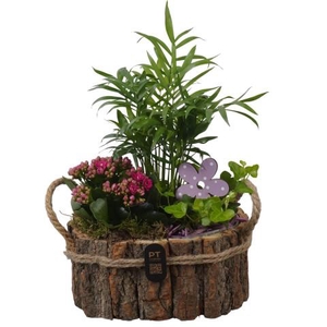 PTIB5257 Arrangementen kamerplanten
