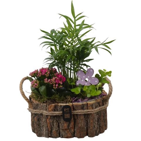 <h4>PTIB5257 Arrangementen kamerplanten</h4>