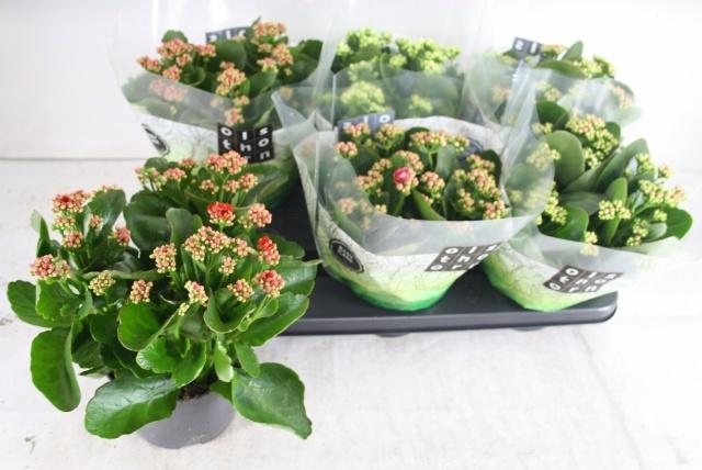 <h4>KAL GE GEM 4 KL</h4>