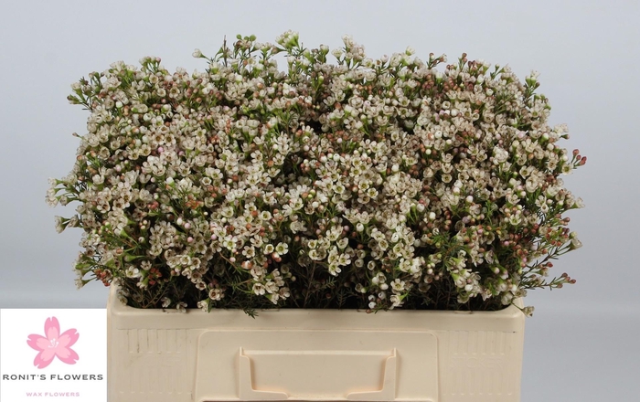 <h4>CHAME BLONDIE</h4>