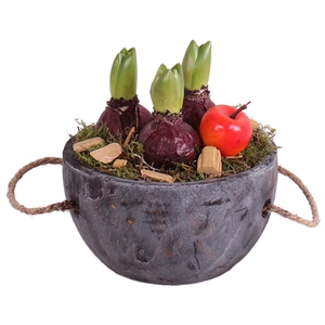 Bulbs Winter Arr. Hyacint Concrete pot with rope handle 16 3PP