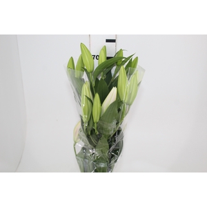 LIRIO SORBONNE 070 CM HA 2/4 FLS
