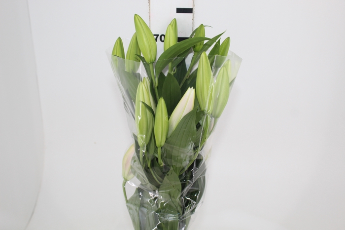 <h4>LIRIO SORBONNE 070 CM HA 2/4 FLS</h4>