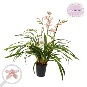 Cymbidium licht roze 3-4 tak