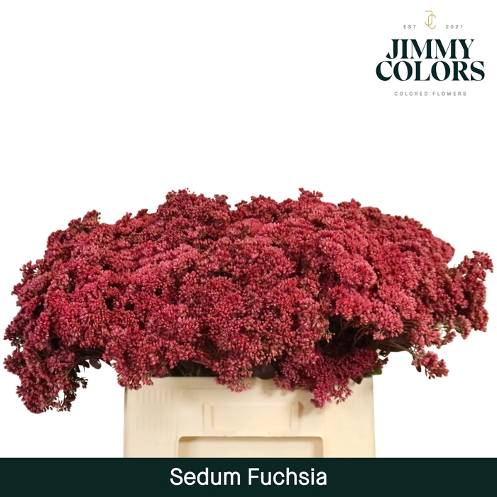 <h4>Sedum L55 Fuchsia</h4>