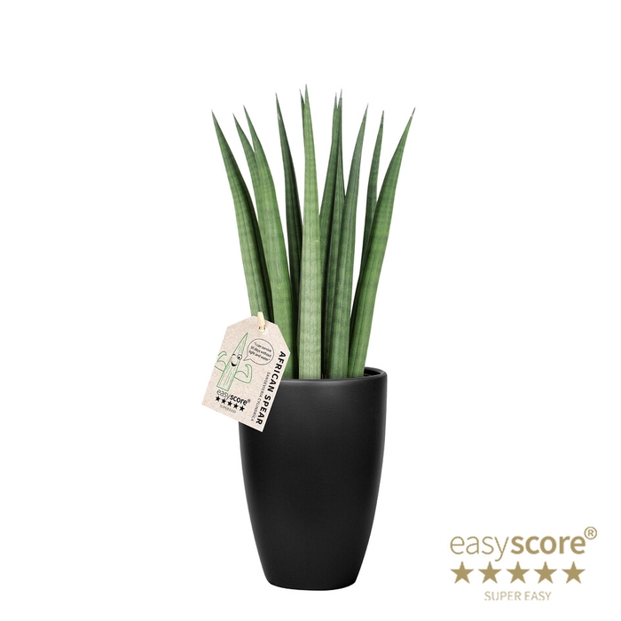 SANSEVIERIA CYLINDRICA P12 CLASSIC BL STRAIGH