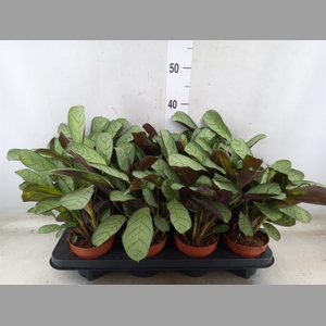 Ctenanthe burle-marxii 'Amagris'