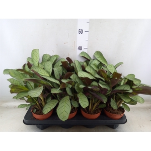 Ctenanthe burle-marxii 'Amagris'