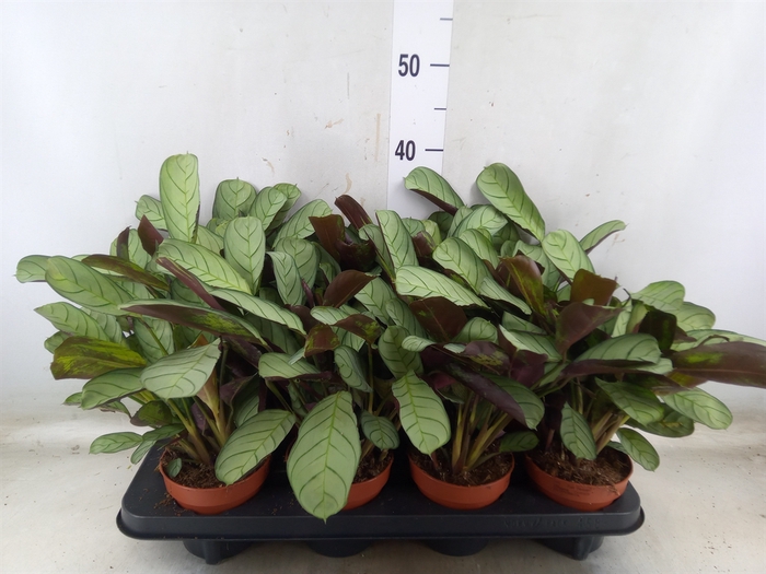 <h4>Ctenanthe burle-marxii 'Amagris'</h4>