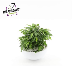 Arrangement Ficus Green Kinky in schaal