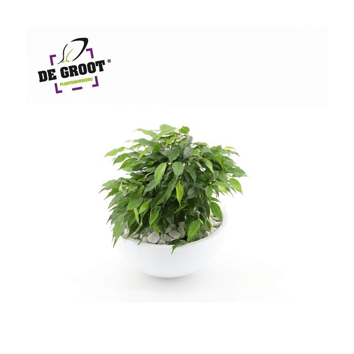 <h4>Arrangement Ficus Green Kinky in schaal</h4>