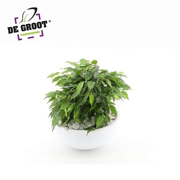 <h4>Arrangement Ficus Green Kinky in schaal</h4>