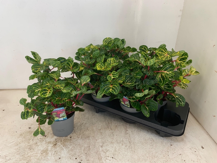 <h4>IRESINE R FUNNYGOLD</h4>