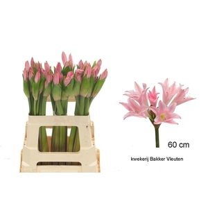 AMARCRINUM AMARCRINUM