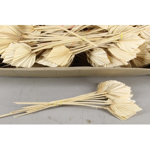 DF Palm Spear Small Bleached