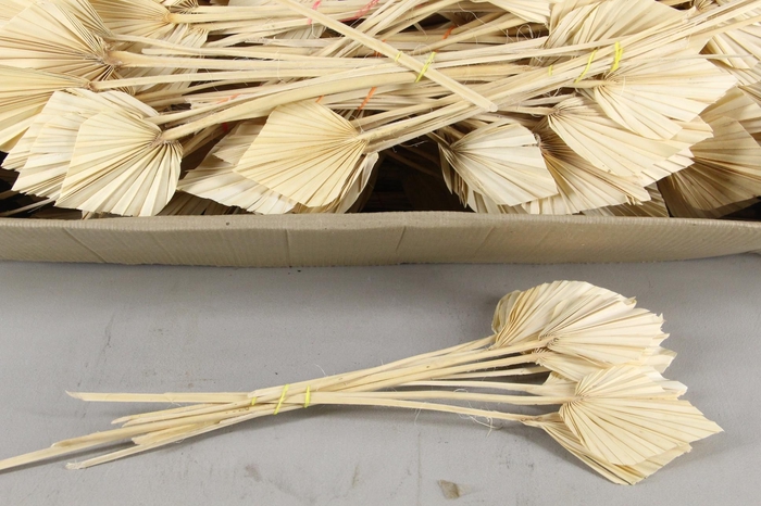 <h4>DF Palm Spear Small Bleached</h4>