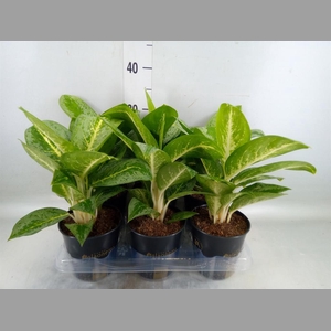 Aglaonema  'Lemon Mint'